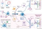 Revisiting oligodendrocytes in amyotrophic lateral sclerosis using human multicellular stem cell models