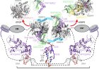 Emerging structural insights into PRC2 function in development and disease