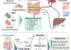 Metabolites produced in the intestine play a central role in controlling obesity and diabetes