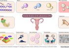 The overlooked uterine factor: unlocking endometrium potential in premature ovarian insufficiency