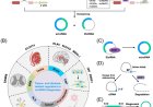 Features and biomedical relevance of circular RNA biogenesis