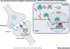Reimagining biogenic amine signaling in the brain and beyond