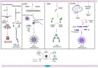 Neuronal inflammasomes: balancing immunity, neuroinflammation, and homeostasis