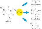 Caffeine