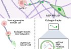 Cancer cells transfer invasive properties through microRNAs contained in collagen tracks