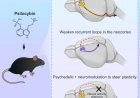 Activity-dependent rewiring of large-scale cortical networks by psilocybin