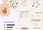 A signature-protein-based approach for accurate and efficient profiling of the human gut virome