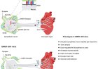 Retrograde control of sympathetic neuron-satellite glia interactions by target-derived NGF signaling