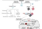 Cystine import and oxidative catabolism fuel vascular growth and repair via nutrient-responsive histone acetylation