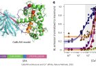 CaBLAM: a high-contrast bioluminescent Ca2+ indicator derived from an engineered Oplophorus gracilirostris luciferase