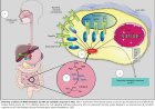 A microbial molecule disarms inflammation and protects against diabetes