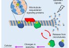 How microtubules take part in cellular signal processing