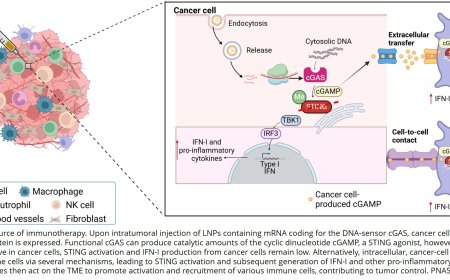 Eliminating cancer by harnessing tumor cell signaling