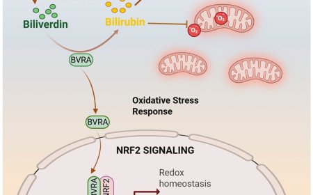 Biliverdin reductase A is a major determinant of protective NRF2 signaling