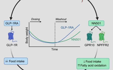 Analog of prolactin-releasing peptide reduces body weight primarily through sustained fatty acid oxidation rather than hypophagia