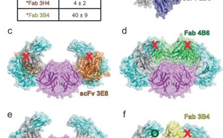 Structure of the human astrovirus capsid spike in complex with the neonatal Fc receptor