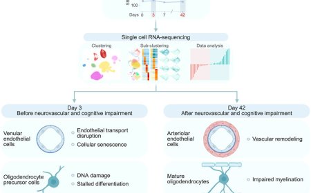 Hypertension affects the brain much earlier than expected