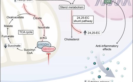 Mitochondrial ABHD11 inhibition drives sterol metabolism to modulate T-cell effector function