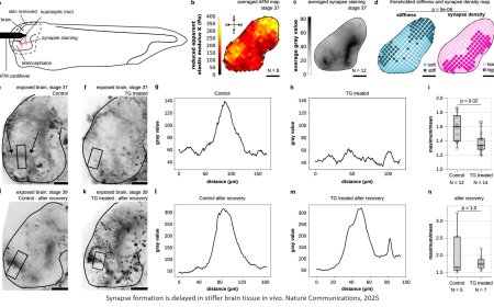 Environmental stiffness regulates neuronal maturation via Piezo1-mediated transthyretin activity