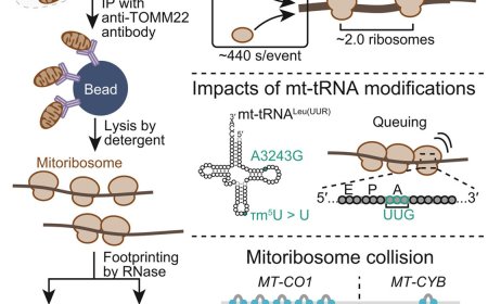 Monitoring the complexity and dynamics of mitochondrial translation