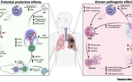 Type I interferons in tuberculosis pathogenesis and prevention