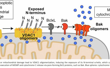 Structural basis of apoptosis induction by the mitochondrial voltage-dependent anion channel