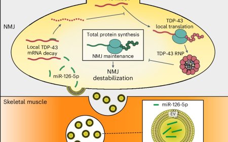 Muscle-derived miR-126 regulates TDP-43 axonal local synthesis and NMJ integrity in ALS models