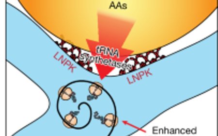 How cells orchestrate protein production