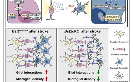 BST2 expression at astrocyte borders promotes microglial recruitment via the C3/C3aR signaling