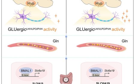 Intestinal clock shapes sleep-wake cycle via sustaining glutamine homeostasis