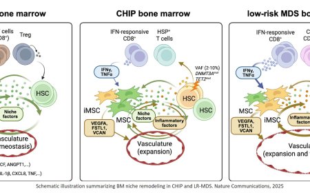 Inflammatory stromal and T cells mediate human bone marrow niche remodeling in clonal hematopoiesis and myelodysplasia