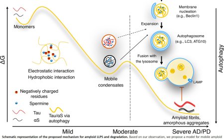 Spermine modulation of Alzheimer’s Tau and Parkinson’s α-synuclein: implications for biomolecular condensation and neurodegeneration