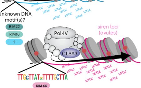 Transcription factors instruct DNA methylation patterns in plant reproductive tissues