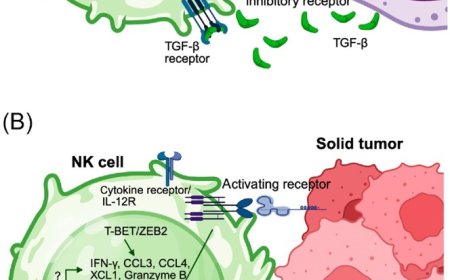 Transcriptional control of natural killer cell antitumor activity