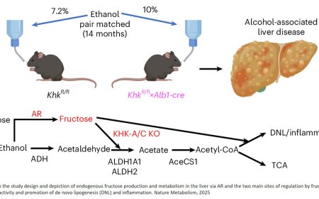 Identification of a common ketohexokinase-dependent link driving alcohol intake and alcohol-associated liver disease in mice