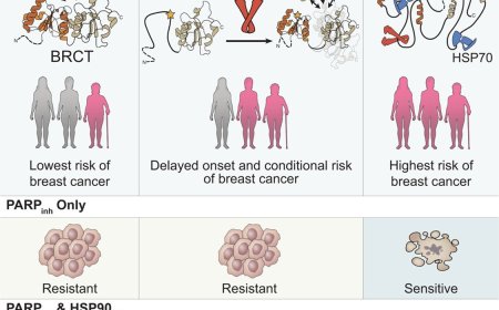 HSP90 buffers deleterious genetic variations in BRCA1