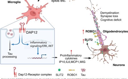 DAP12 deletion reduces neuronal SLIT2 and demyelination and enhances brain resilience in female tauopathy mice