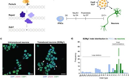 Characterizing and controlling CRISPR repair outcomes in nondividing human cells