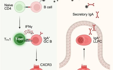 How the gut builds long-lasting immunity after viral infections