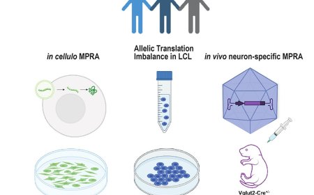 Approaches for identification of 5′ UTR mutations impacting translation and protein production from neurodevelopmental disorder genes