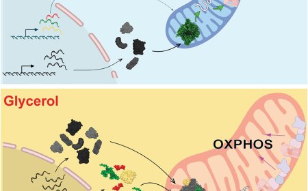 Metabolic environment-driven remodeling of mitochondrial ribosomes regulates translation and biogenesis