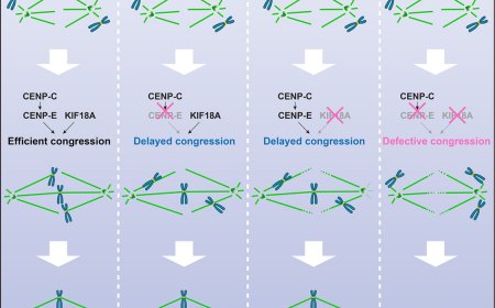 KIF18A promotes chromosome congression in cooperation with CENP-E downstream of CENP-C