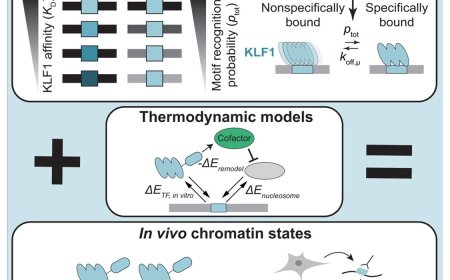 Thermodynamic principles link in vitro transcription factor affinities to single-molecule chromatin states in cells