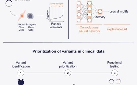 BRAIN-MAGNET: A functional genomics atlas for interpretation of non-coding variants