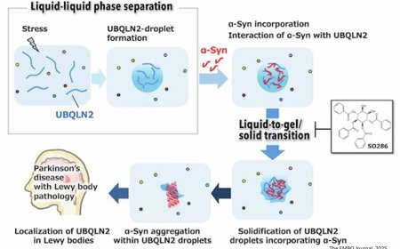 Ubiquilin-2 liquid droplets catalyze α-synuclein fibril formation