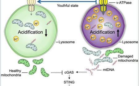Reversing aging in blood stem cells by targeting lysosomal dysfunction