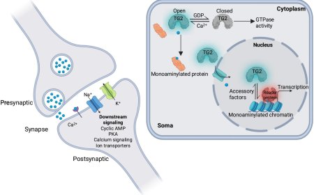 Reimagining biogenic amine signaling in the brain and beyond