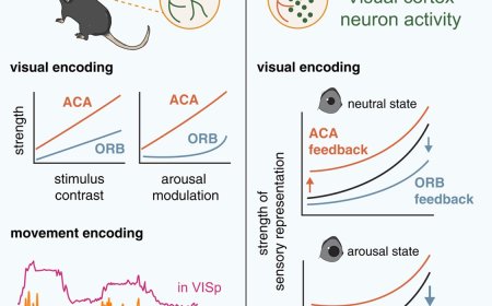 Prefrontal cortex reaches back into the brain to shape how other regions function