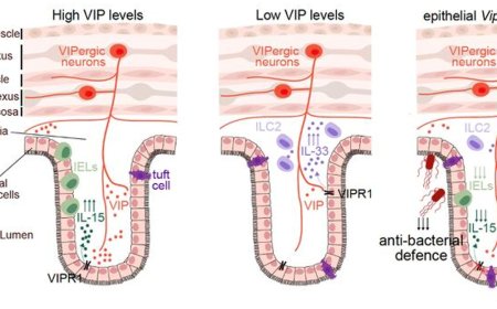 Why the 'gut brain' plays a central role for allergies