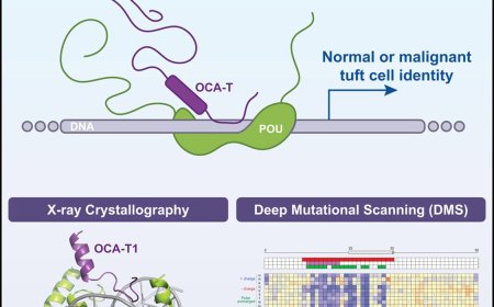 Shapeshifting cancers’ masters, unmasked